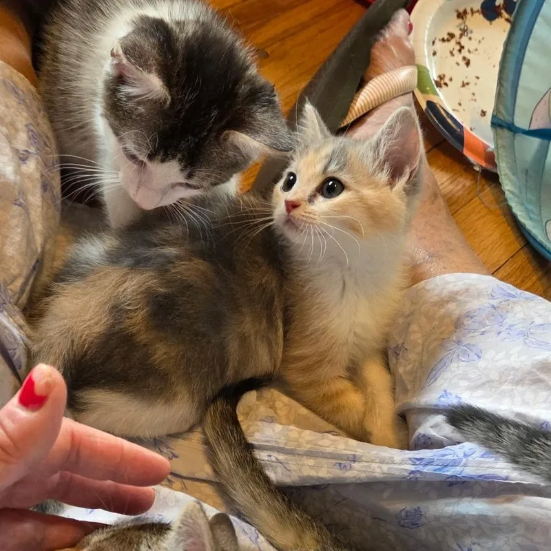 Queen Anne Chonk thumbnail 2