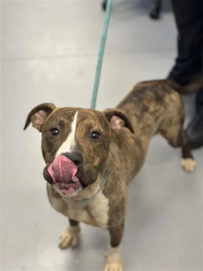 An adult medium-sized male Mixed Breed dog named Gator for adoption in West Chester, PA