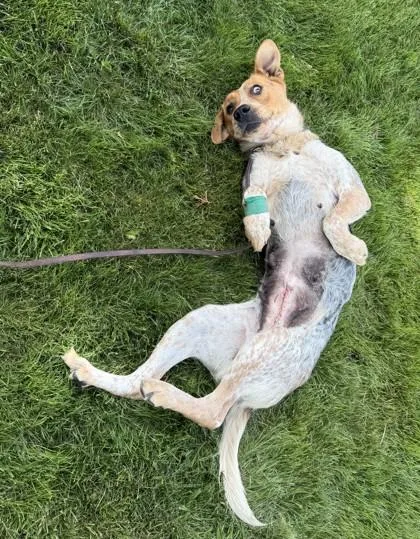 A young large-sized female Cattle Dog dog named Ember for adoption in Pendleton, OR