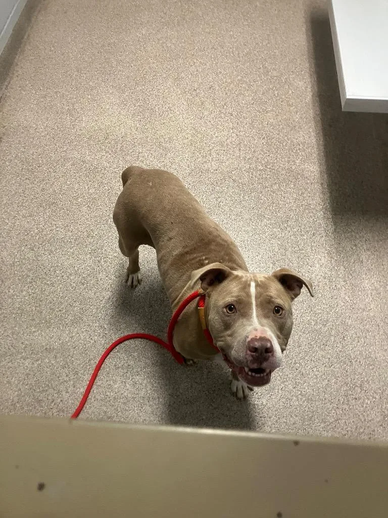 A young medium-sized female Pit Bull Terrier dog named Izzy for adoption in Troy, OH
