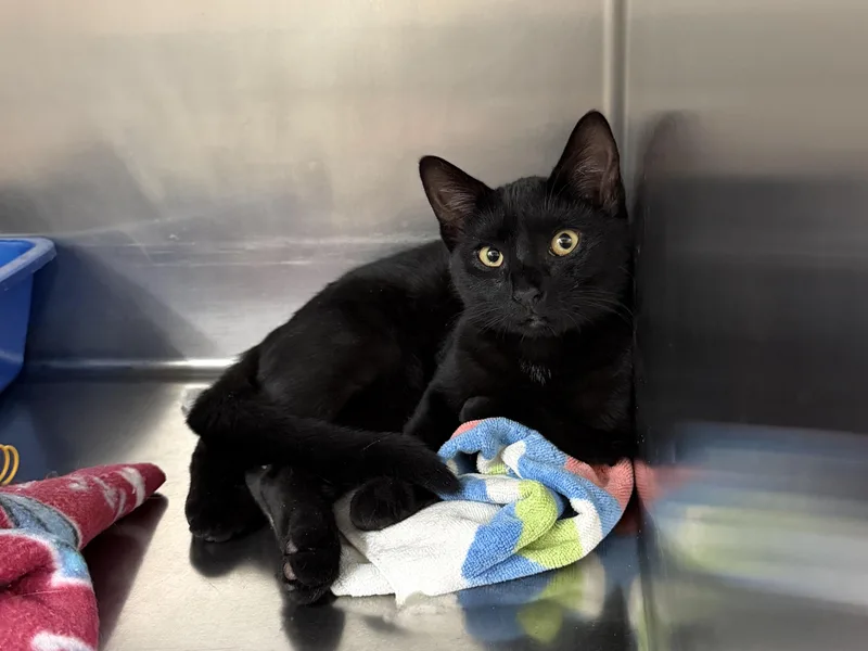 A young medium-sized female Black Domestic Short Hair cat named Georgia for adoption in Wantagh, NY