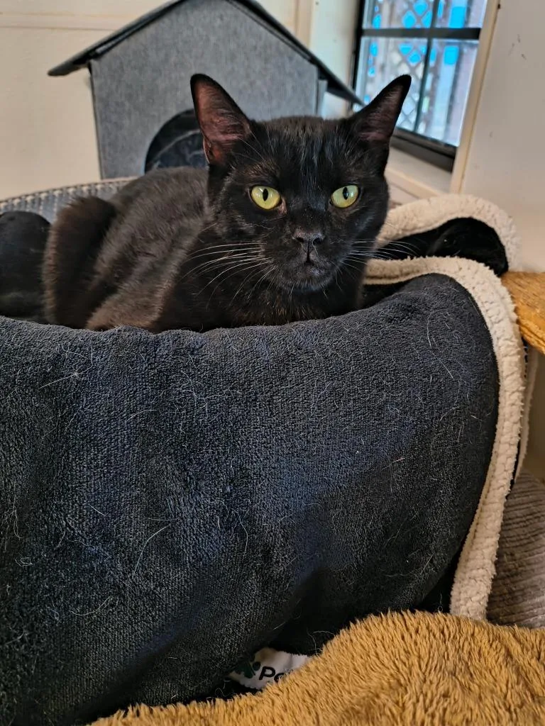 A young small-sized male Domestic Short Hair cat named Ji Ji for adoption in Berlin, MD