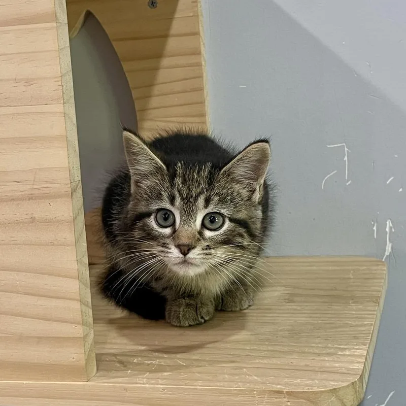 A baby small-sized female Black Domestic Short Hair cat named Zorian for adoption in Fairmont, WV