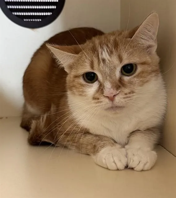 A young medium-sized female Domestic Short Hair cat named Maybelle for adoption in Louisville, KY