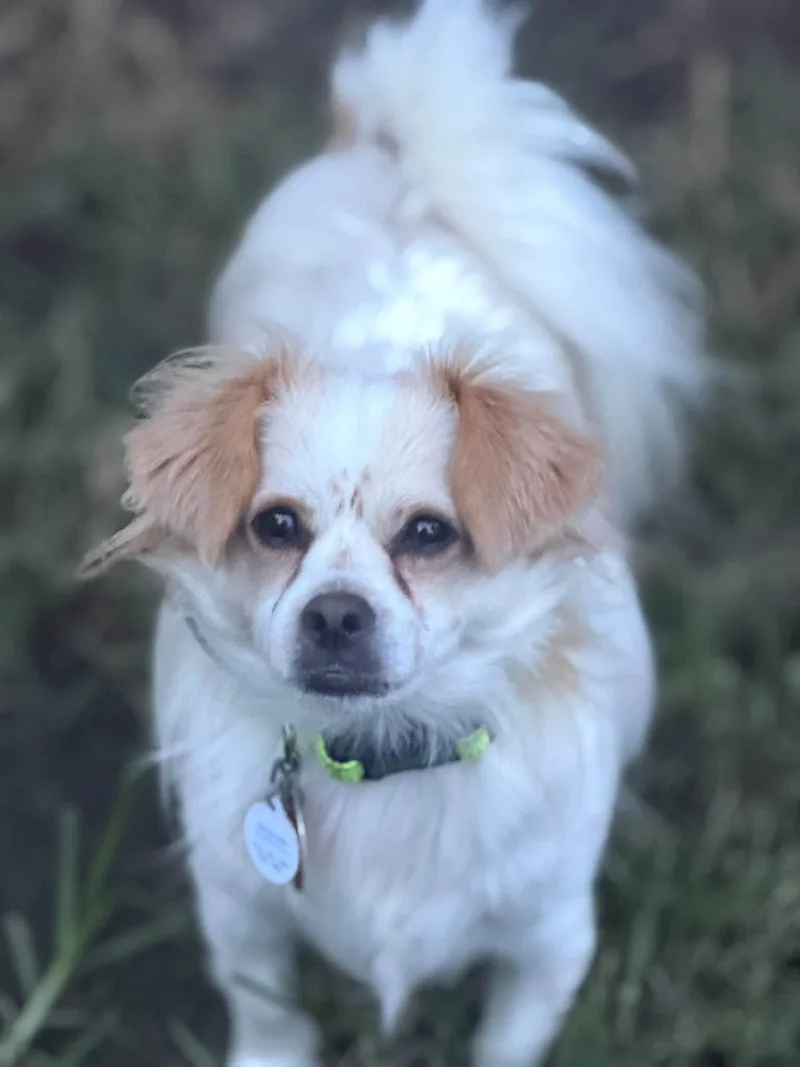 A young medium-sized male Chihuahua dog named Ozzy for adoption in Ashville, OH