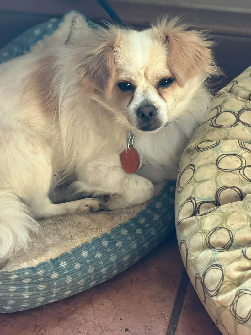 Ozzy thumbnail 3
