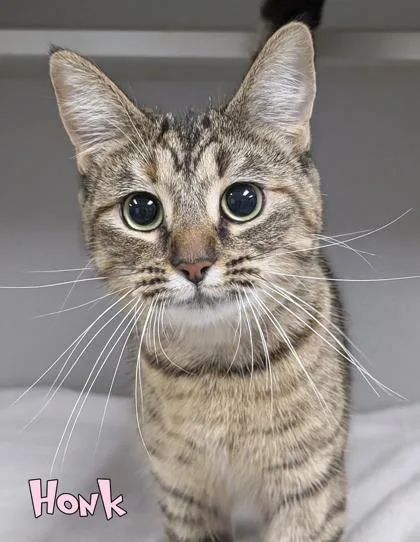 An adult medium-sized female Domestic Short Hair cat named Honk for adoption in Mason, MI