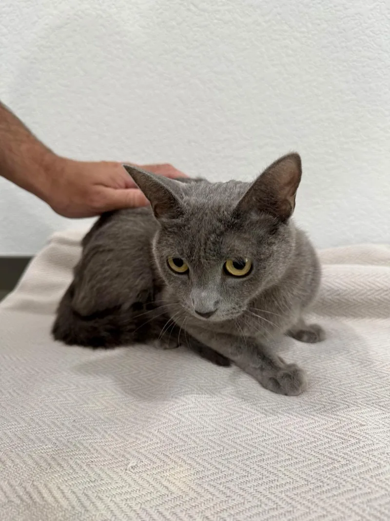 A young medium-sized female Gray / Blue / Silver Domestic Short Hair cat named Aubrey for adoption in Las Vegas, NV