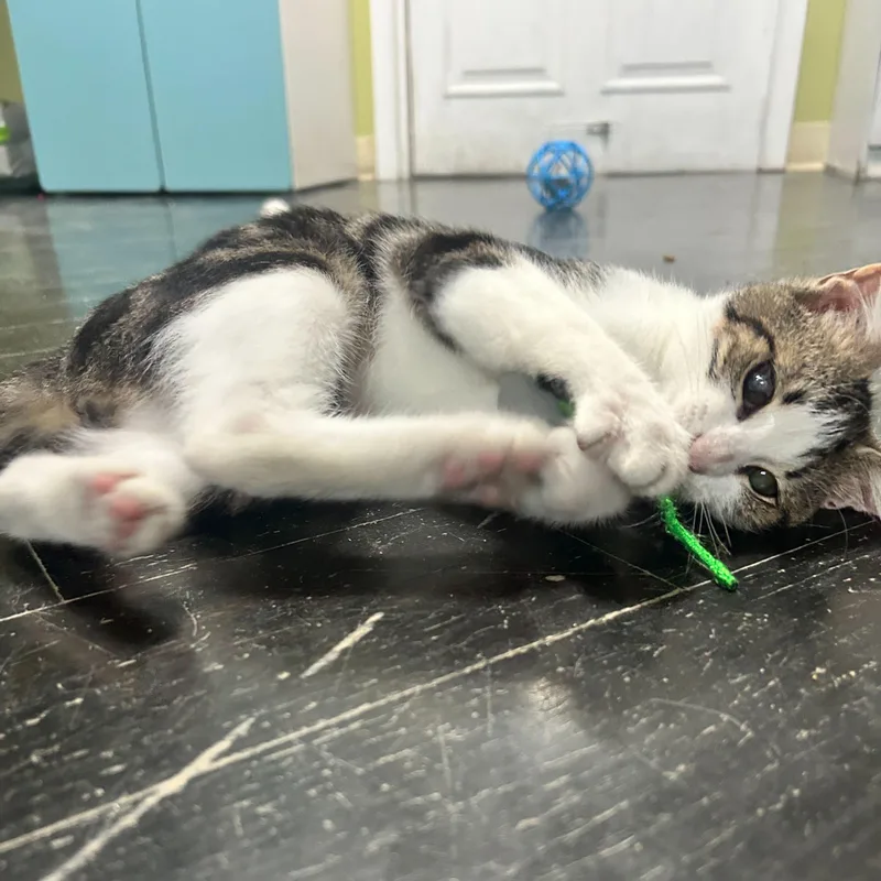 Crunchwrap thumbnail 2