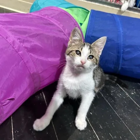 Crunchwrap thumbnail 3