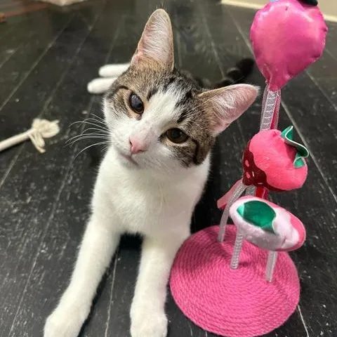 Crunchwrap thumbnail 4