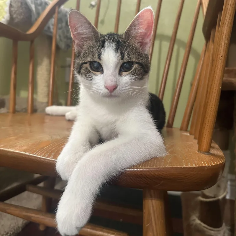 Crunchwrap thumbnail 5