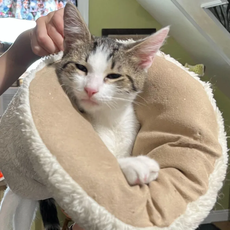 Crunchwrap thumbnail 6