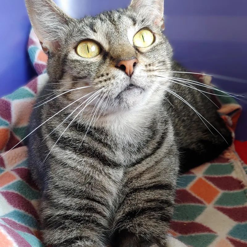 An adult medium-sized female Tabby (Brown / Chocolate) Domestic Short Hair cat named Alo for adoption in Belmont, NY