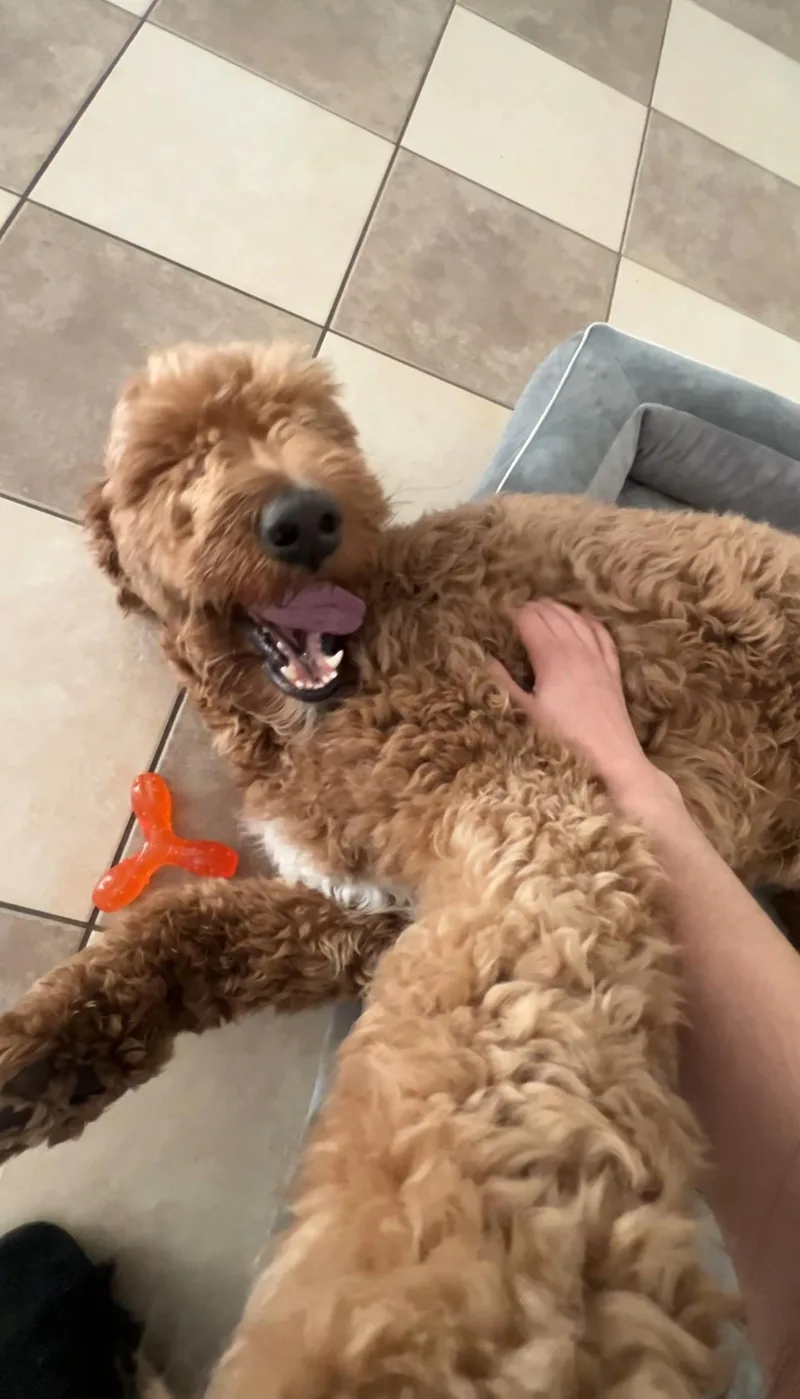 An adult large-sized male Goldendoodle dog named Melo for adoption in Newark, NJ