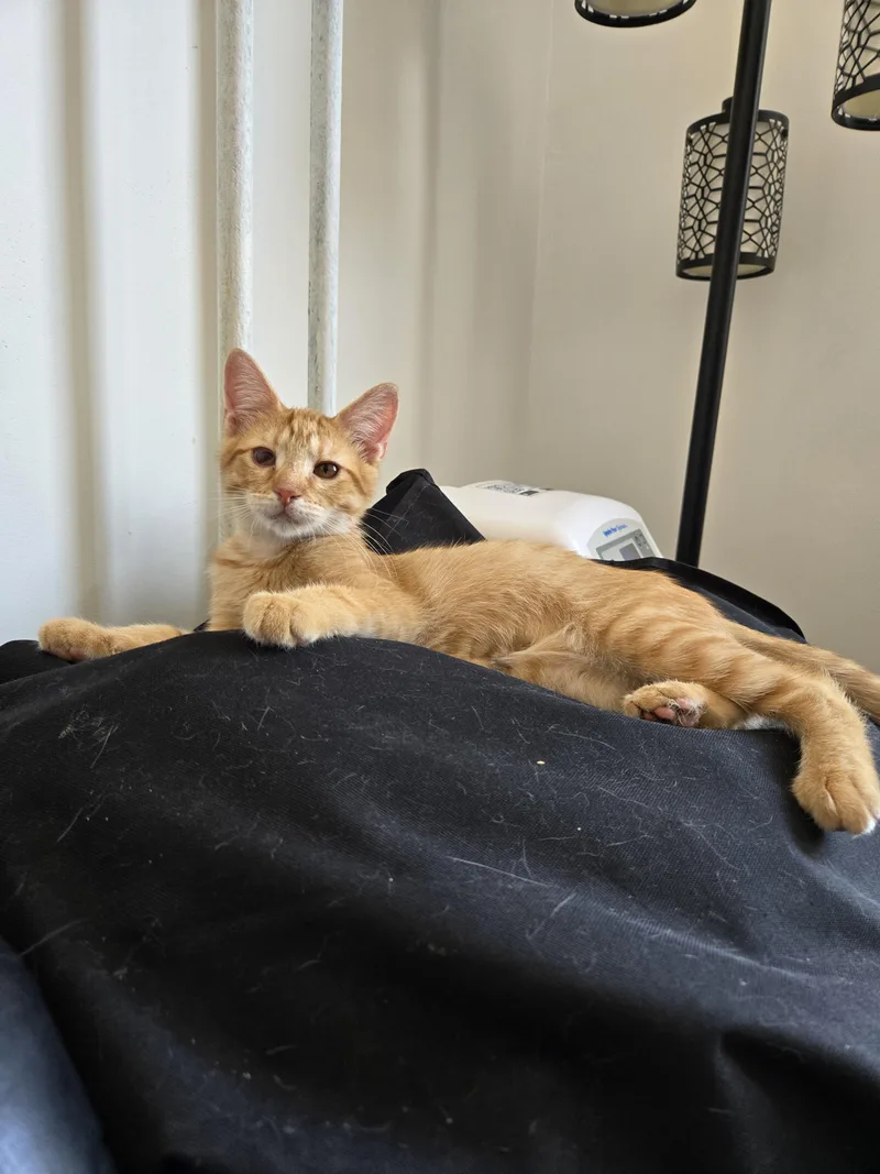 A baby small-sized male Domestic Short Hair cat named Nemo for adoption in Philadelphia, PA
