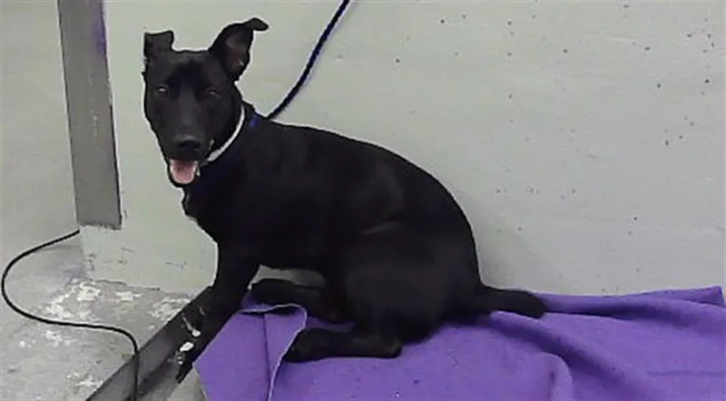 An adult small-sized female Dachshund dog named A for adoption in Houston, TX