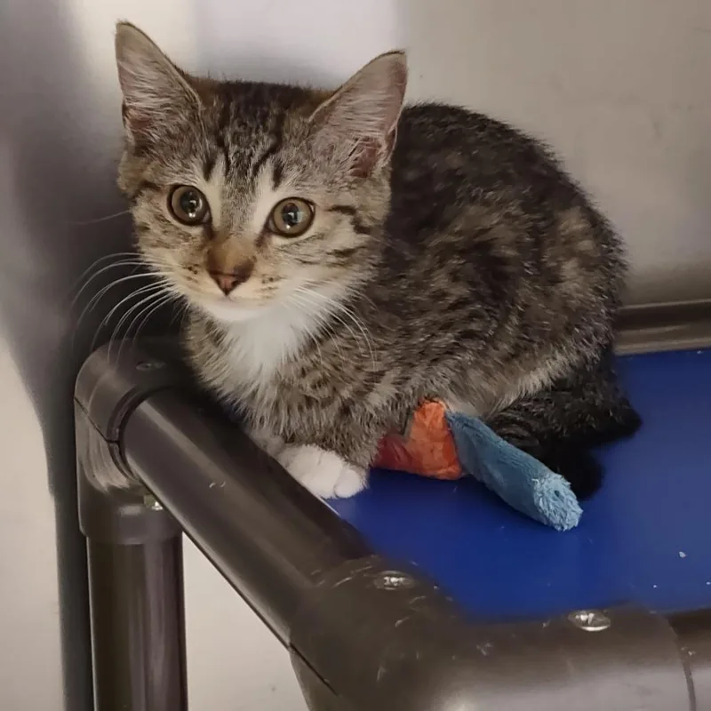 A baby small-sized female Brown / Chocolate Domestic Short Hair cat named T&G: Gina for adoption in Falls Church, VA