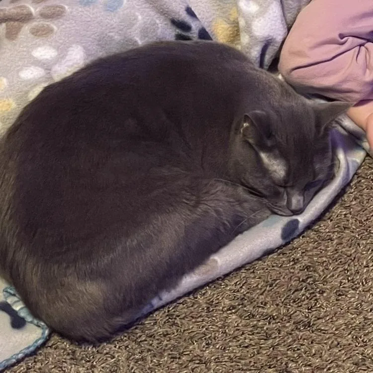 An adult medium-sized female Gray / Blue / Silver Domestic Short Hair cat named Peanut for adoption in Newark, NJ