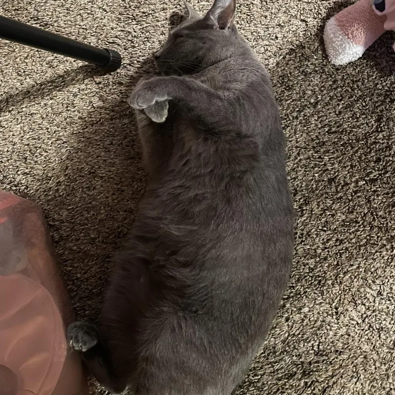 Peanut thumbnail 2