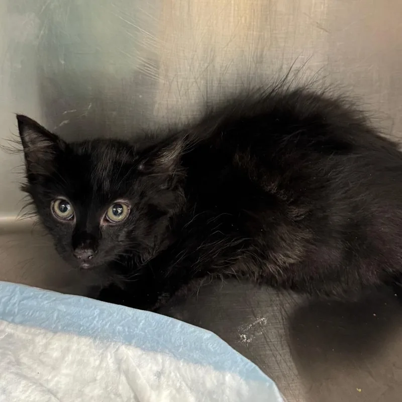 A baby small-sized male Black Domestic Short Hair cat named Slim for adoption in West Palm Beach, FL