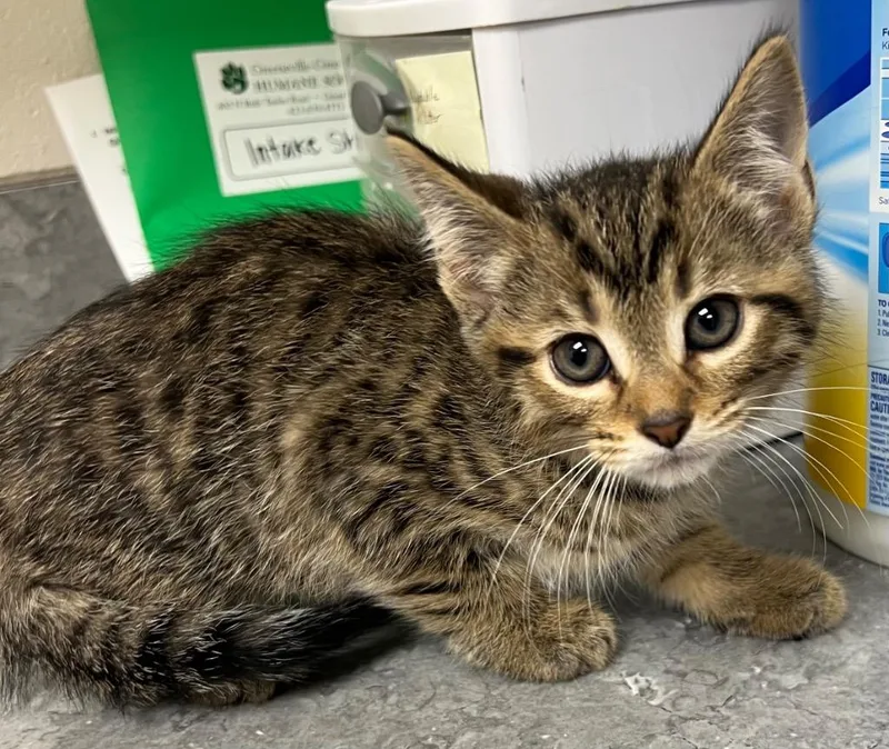 A baby medium-sized male Domestic Short Hair cat named Uriah for adoption in Greeneville, TN