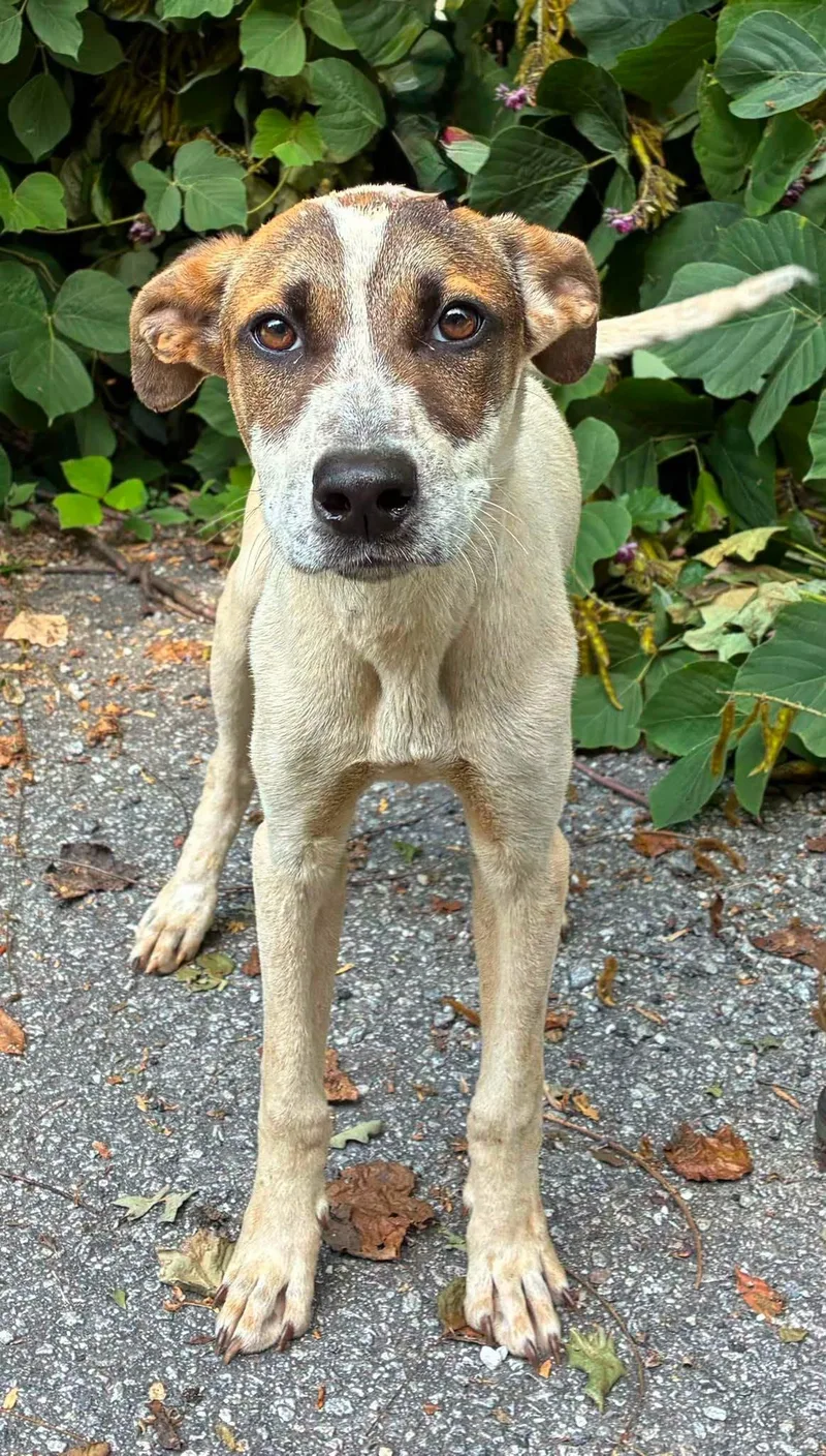 An adult large-sized male Terrier dog named Roosevelt for adoption in Clarkesville, GA