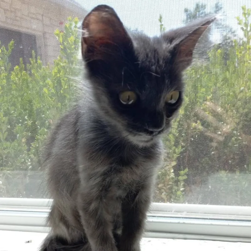 A baby small-sized male Gray / Blue / Silver Domestic Short Hair cat named Gandolf for adoption in Kyle, TX
