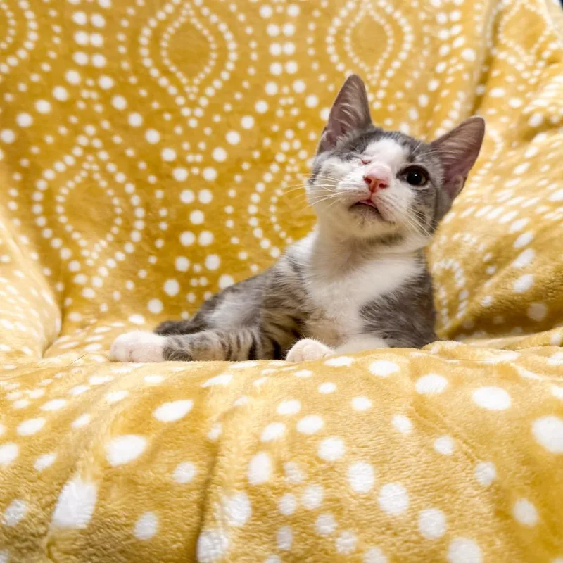 A baby small-sized male Gray / Blue / Silver Domestic Short Hair cat named Cardi C for adoption in Port Richey, FL