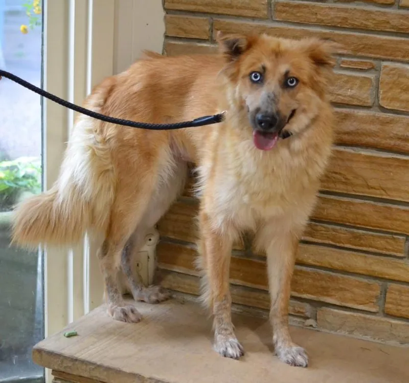 An adult medium-sized female German Shepherd Dog dog named Sasha for adoption in Germantown, TN
