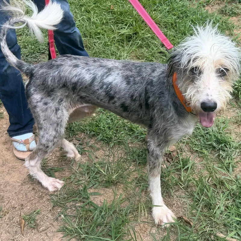 A young medium-sized male Merle (Blue) Aussiedoodle dog named Auggie Doggie for adoption in Martin, GA