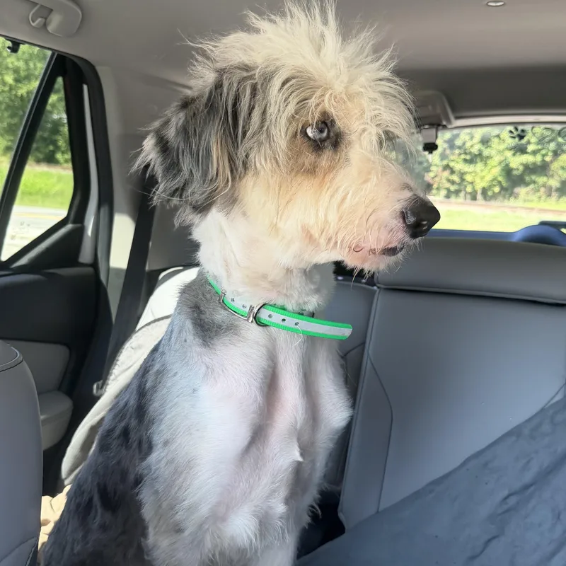 Auggie Doggie thumbnail 5