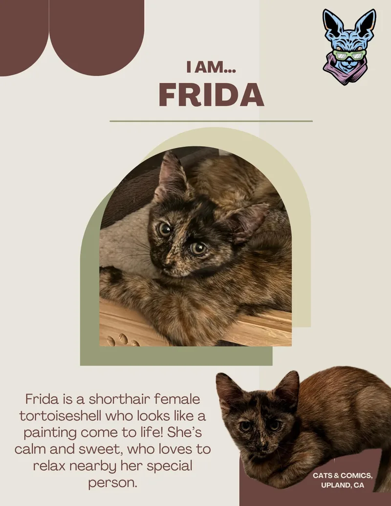 A baby small-sized female Domestic Medium Hair cat named Frida for adoption in chino, CA