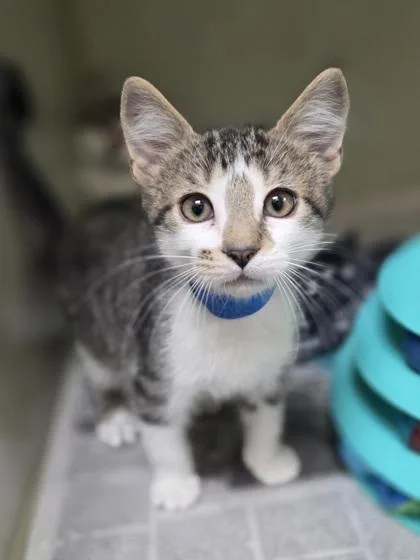 A baby small-sized male Domestic Short Hair cat named Nimbus for adoption in Westland, MI