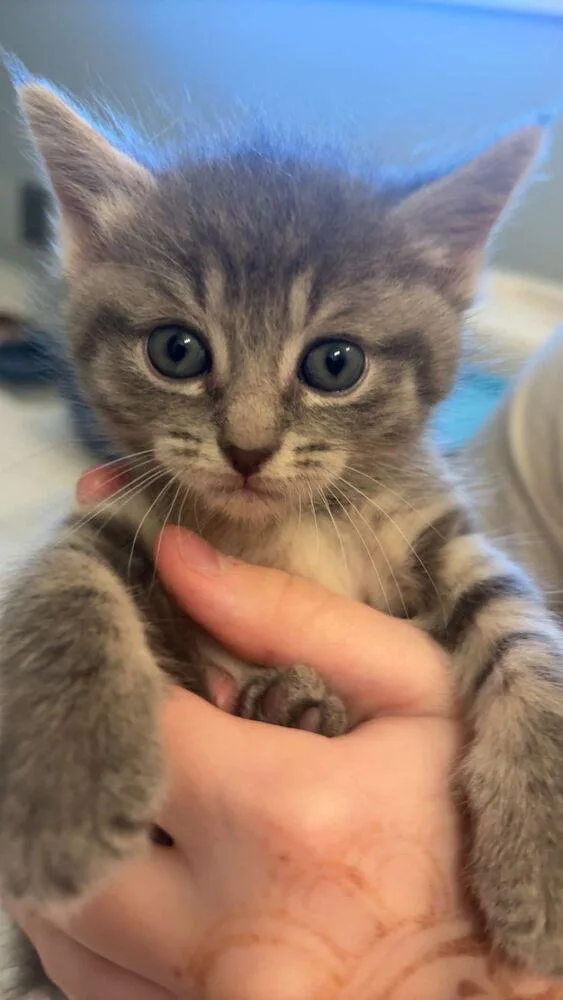 A baby small-sized female Domestic Short Hair cat named Astrid for adoption in Ferndale, MI