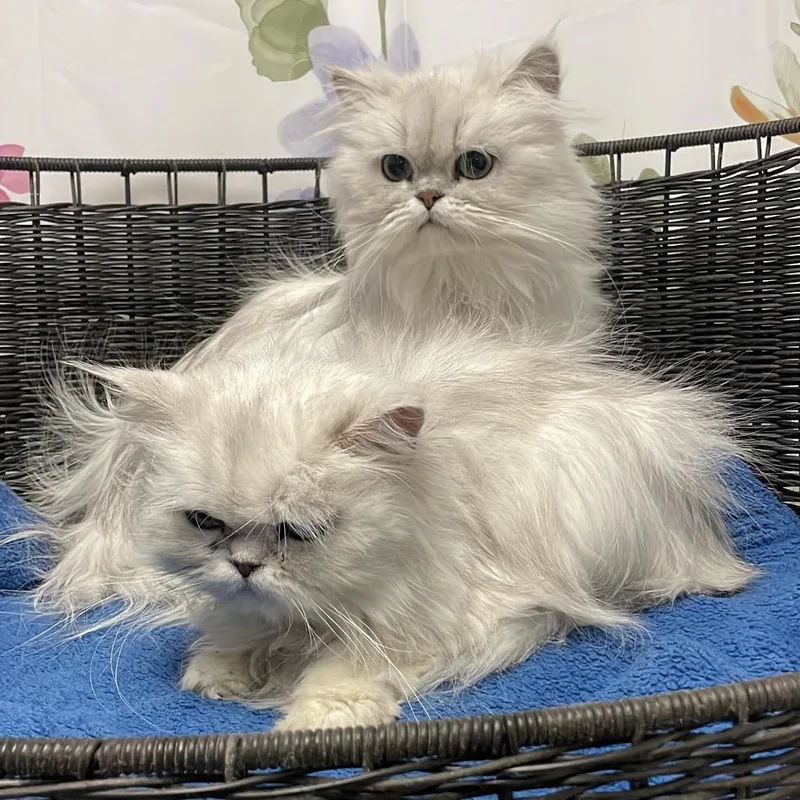 An adult medium-sized female White Persian cat named Melody for adoption in Henderson, NV