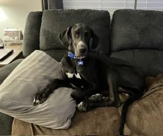 An adult extra large-sized male Black Great Dane dog named Maverick for adoption in Rochester, NY