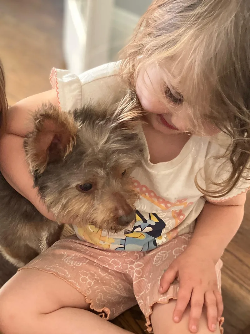 A young small-sized male Yorkshire Terrier dog named Sonny for adoption in Harrison, NY