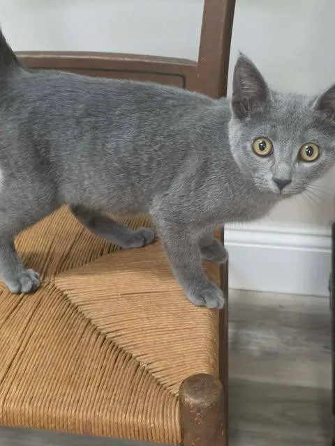 A young medium-sized male Domestic Short Hair cat named Jiffy for adoption in Fulton, NY