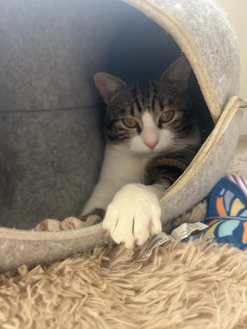 Cream Puff thumbnail 2