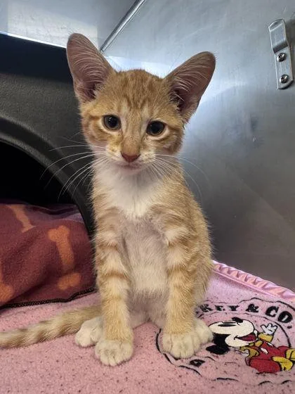 A baby small-sized male Domestic Short Hair cat named Trouble for adoption in Shawano, WI