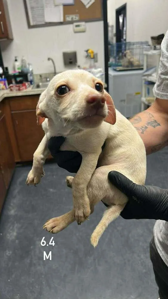 A baby small-sized male Dachshund dog named Pistachio for adoption in Boulder, CO