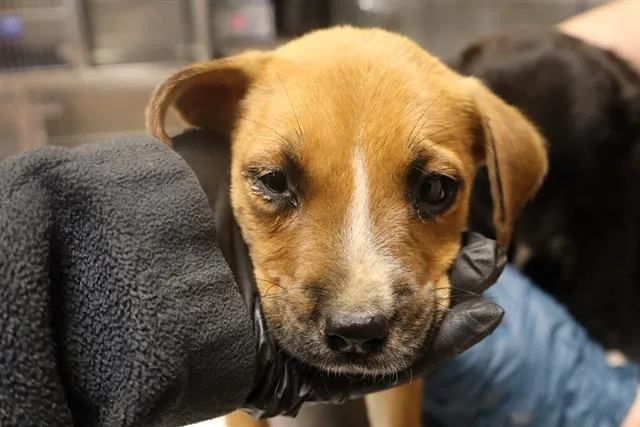 A baby small-sized male Mixed Breed dog named Peanut Butter for adoption in Columbia, SC