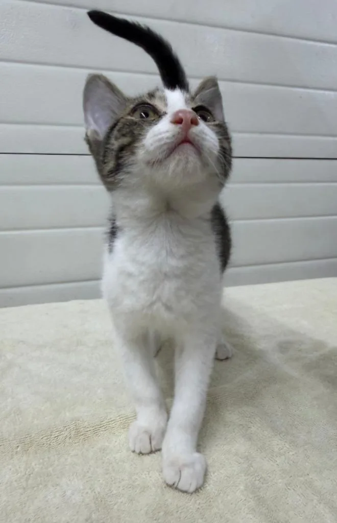 A baby large-sized male Domestic Short Hair cat named Luke for adoption in Lagrange, IN