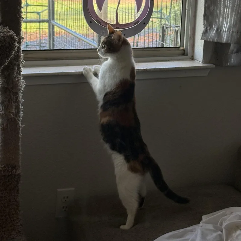 Lil Mama Rose thumbnail 2