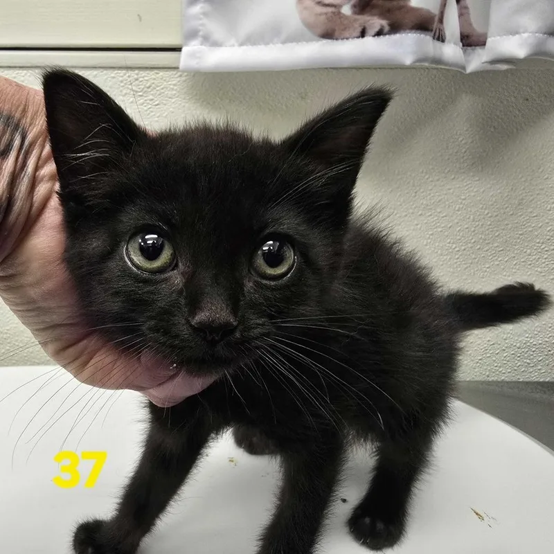 A baby small-sized female Black Domestic Short Hair cat named Lyra for adoption in Spokane, WA