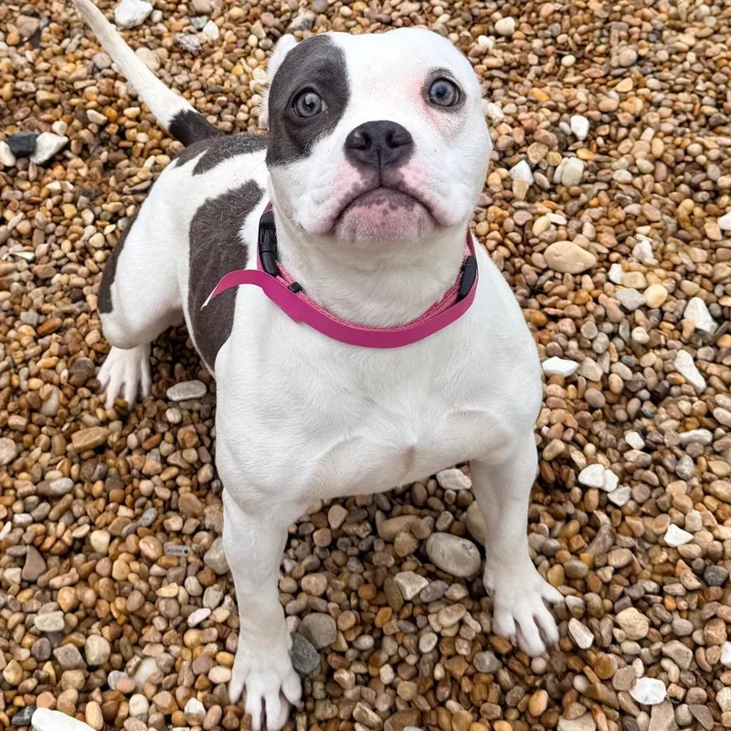 An adult small-sized female White / Cream Terrier dog named Pebbles for adoption in Columbus, GA