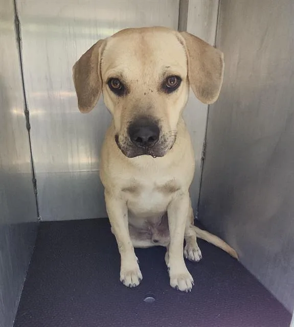 An adult medium-sized male Dachshund dog named Billy for adoption in San Antonio, TX