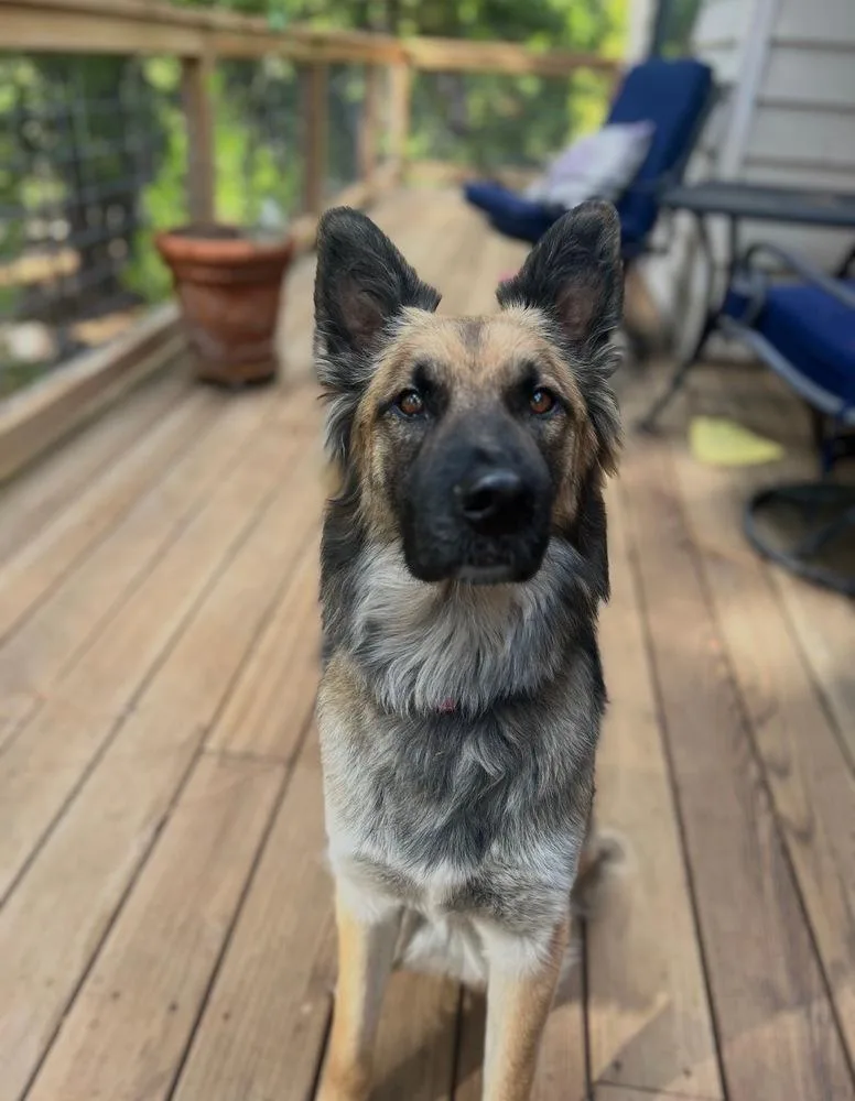 A young large-sized male German Shepherd Dog dog named Atlas for adoption in Pleasant Hill, CA
