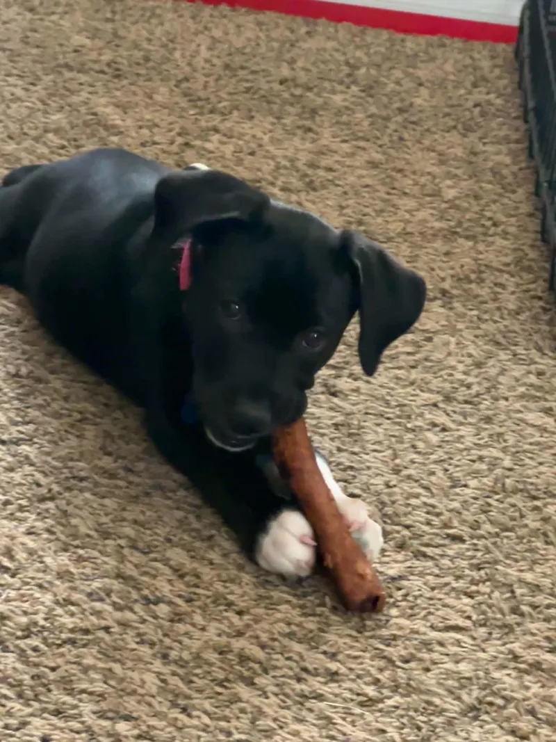 A baby medium-sized female Black Pointer dog named Lollipop for adoption in Columbia, MO